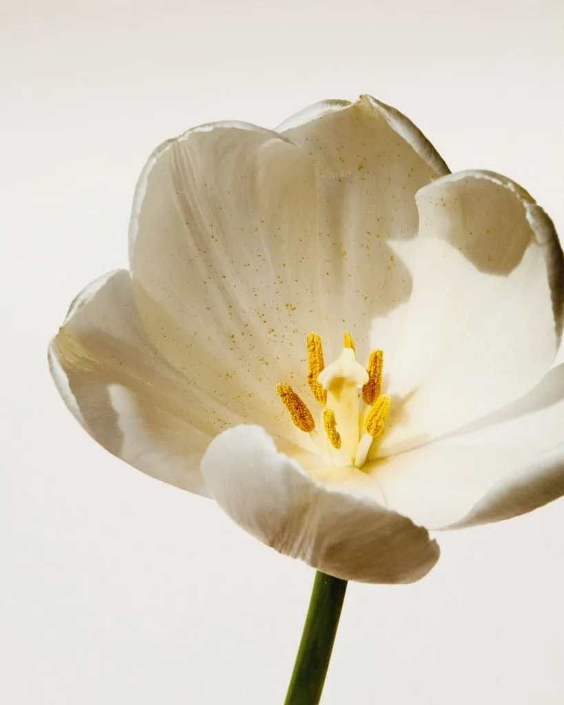 l'abeilleの世界　花